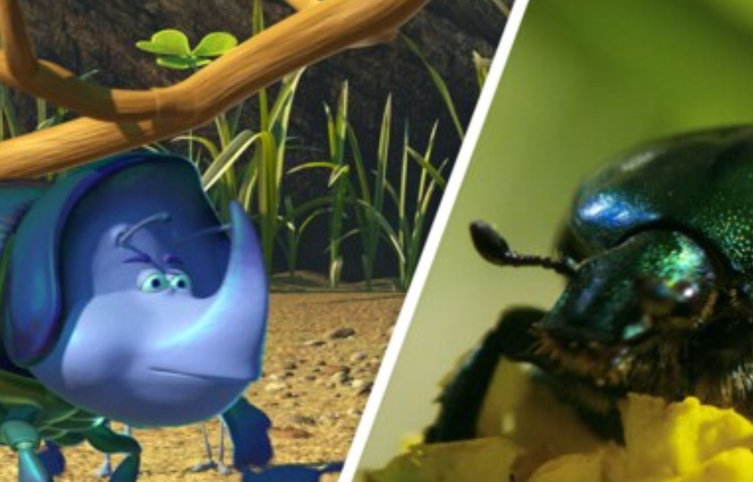 A Real Bug's Life Season 1 Release Date